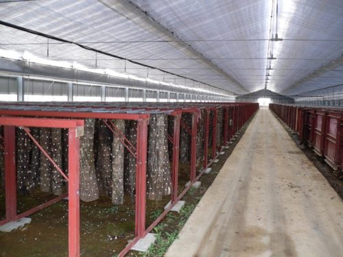 1_mushroom-cultivation-in-Japan-500x374.jpg
