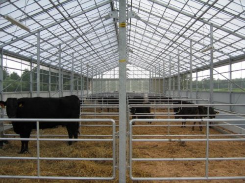 2_cattle-housing-in-Japan-500x375.jpg