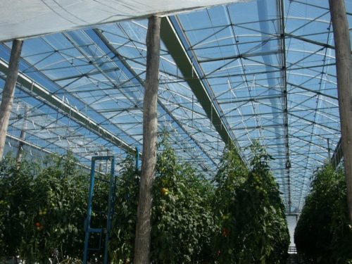 3_tomato-cultivation-in-Australia-500x375.jpg