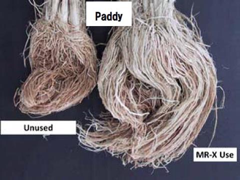 Paddy-2.jpg