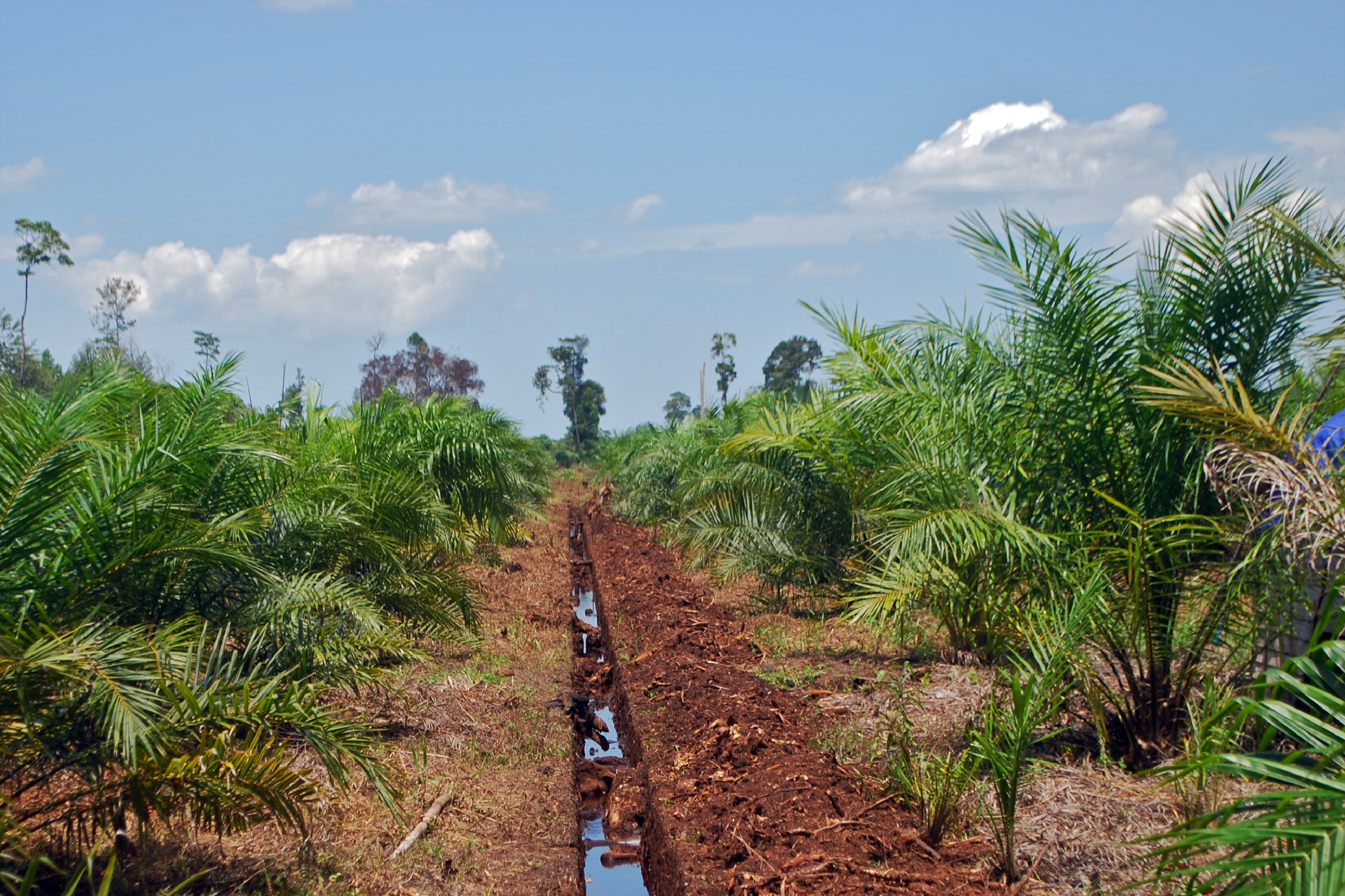 Palm oil plantation works.jpg