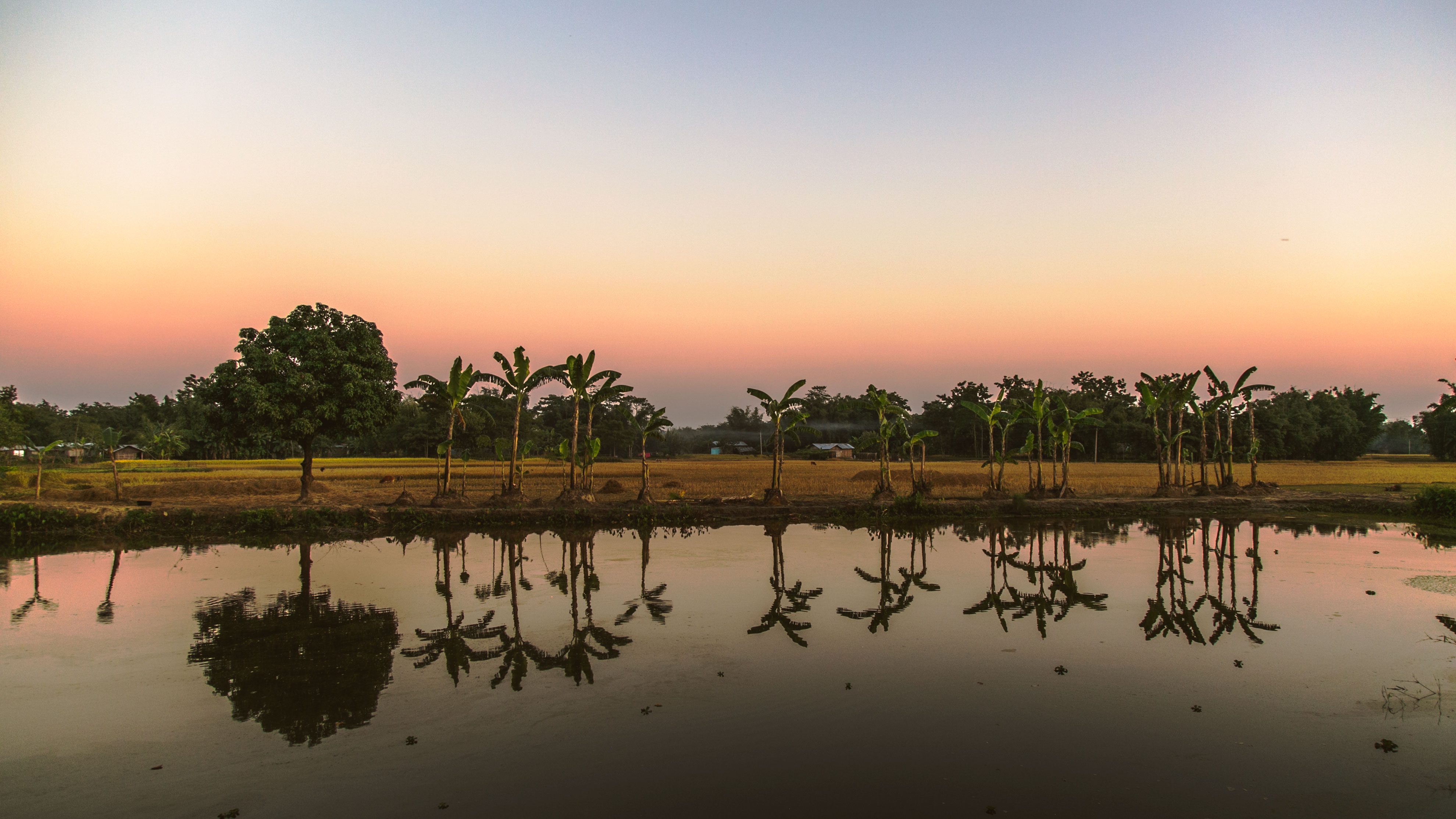 Palm_trees_on_the_river.jpg