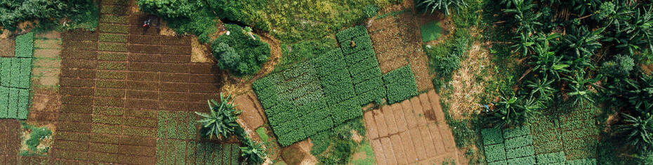 Ghana: Combining Green Credit and Picture-based Index Insurance for Smallholder Farmers