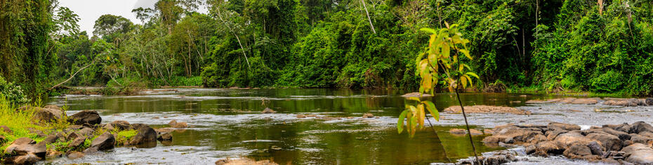 Visual background for Suriname