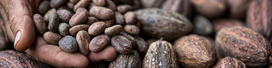 Bolivian Cacao Harvest