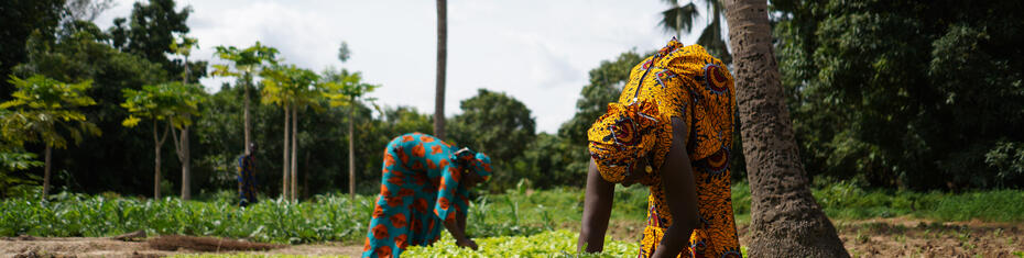 Introducing Phase Change Materials (PCM) into the Gambia's cold chain to address post-harvest loss and other waste across the primary sector