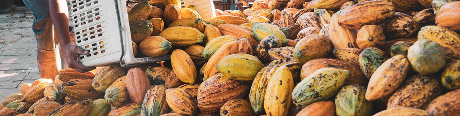 Smarter Farming: AI’s Role in Ivorian Agriculture