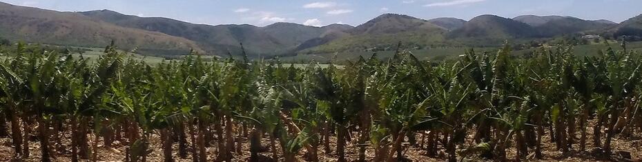 Eswatini sugarcane