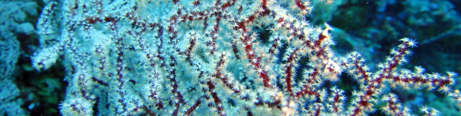 Palau coral