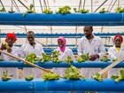 Nigeria Hydroponics Pilot