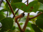 Zimbabwe Mopane Worm Pilot