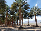 Date palms