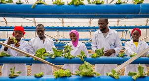 Nigeria Hydroponics Pilot