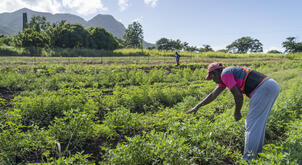 Call for Proposals: Climate Adaptation Innovation in Latin America and the Caribbean