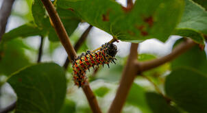 Zimbabwe Mopane Worm Pilot