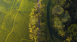Thai rice fields