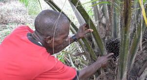P1100244_Ghana agriculture