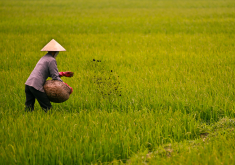 person working in the field