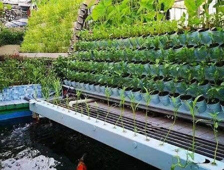 Aquaponics