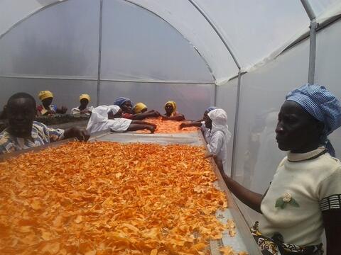 Women spreading mango slices inside the dryer