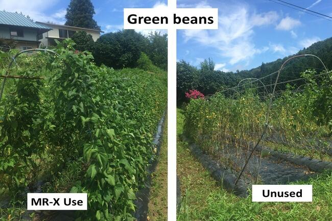 Green-Beans.jpg