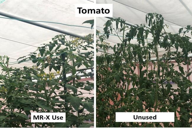 Tomato-1.jpg