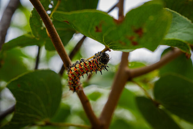 Mopane worms