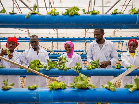 Nigeria Hydroponics Pilot