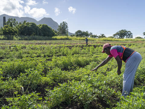 Call for Proposals: Climate Adaptation Innovation in Latin America and the Caribbean