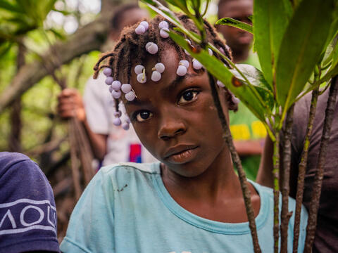 Planting manglove seedlings in Colombia
