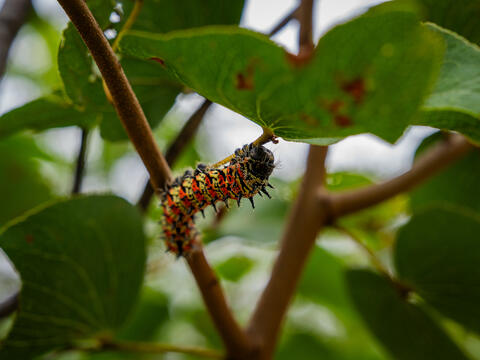 Zimbabwe Mopane Worm Pilot