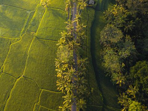 Thai rice fields