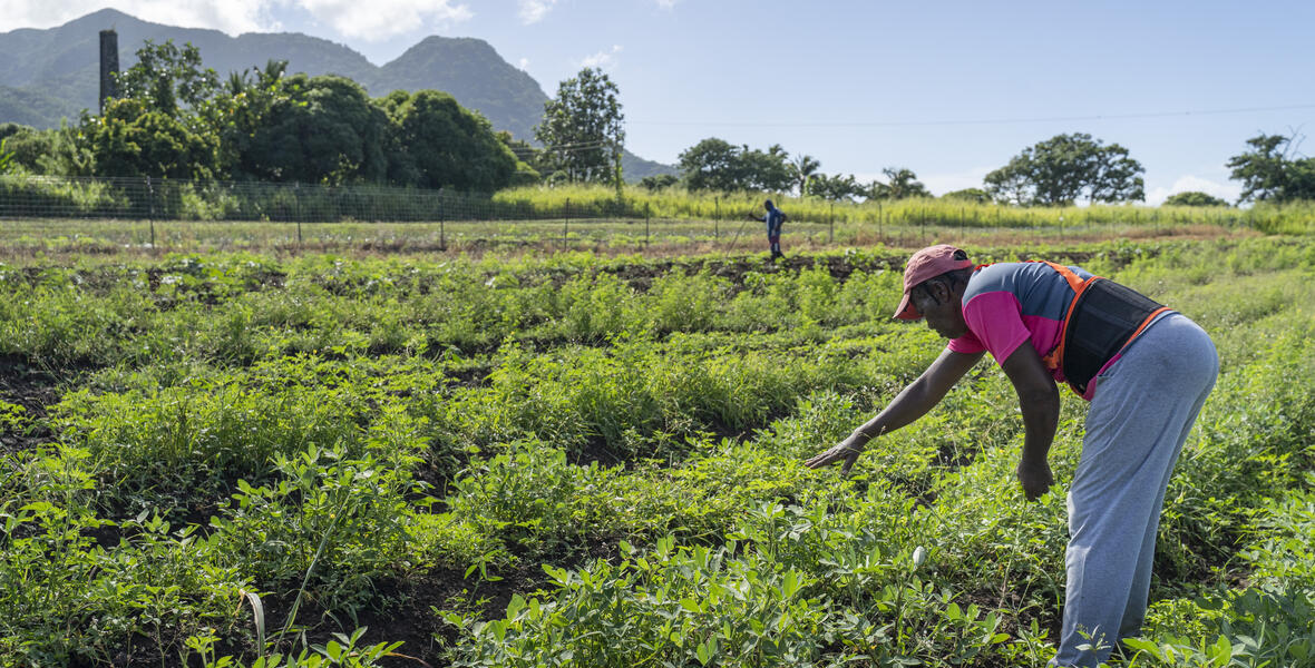 Call for Proposals: Climate Adaptation Innovation in Latin America and the Caribbean
