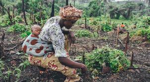 Sierra Leone, woman carrying a baby on her back while working in the farm